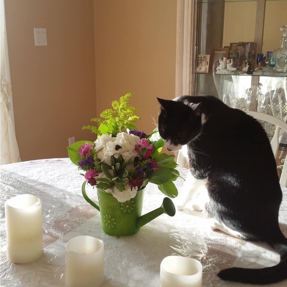 ZORRO SAYS “RELAX” - Picture 4 of 16